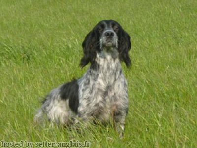 Setter Anglais DIAZ DE LA FOUGERE AIGLE Setter Anglais DIAZ DE LA FOUGERE AIGLE